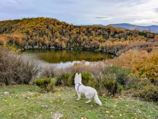 Arnés para perro talla M