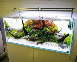 Antialgas para acuario