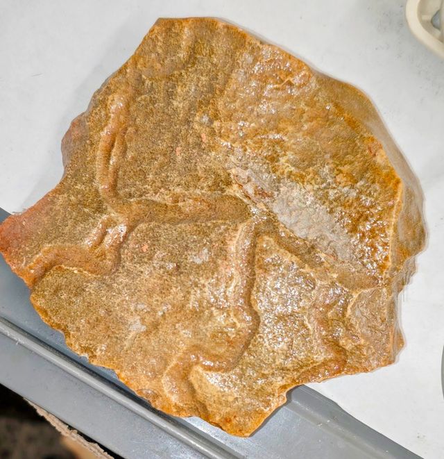 TRAZA FÓSIL Icnofósil Reptante Marino