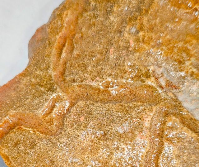 TRAZA FÓSIL Icnofósil Reptante Marino