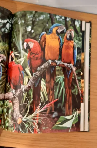 El fabuloso mundo de las aves y los peces