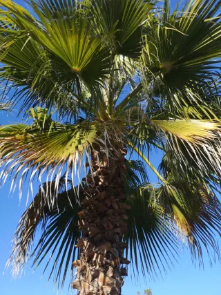 Regalo Palmera Wasintonia 4m