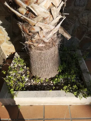 Regalo Palmera Wasintonia 4m