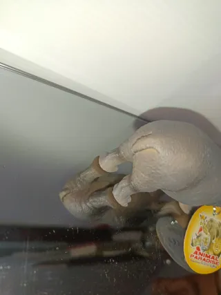 Ippopotamo Animal Paradise in plastica