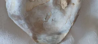 Fossile Vongola Bivalve Caltanissetta