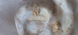 Fossile Vongola Bivalve Caltanissetta