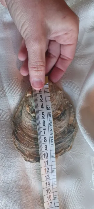 Fossile Vongola Bivalve Caltanissetta