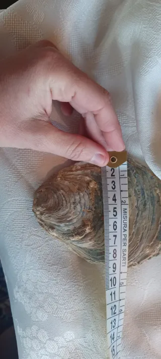 Fossile Vongola Bivalve Caltanissetta