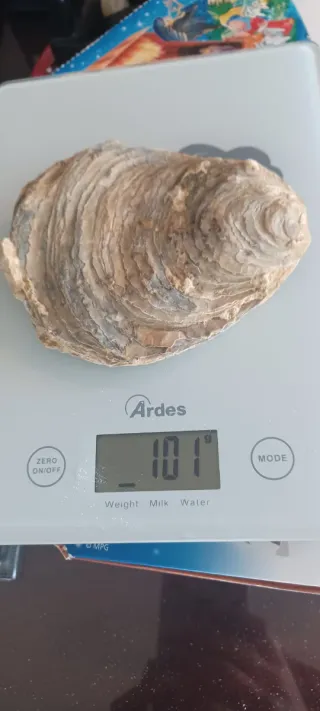 Fossile Vongola Bivalve Caltanissetta