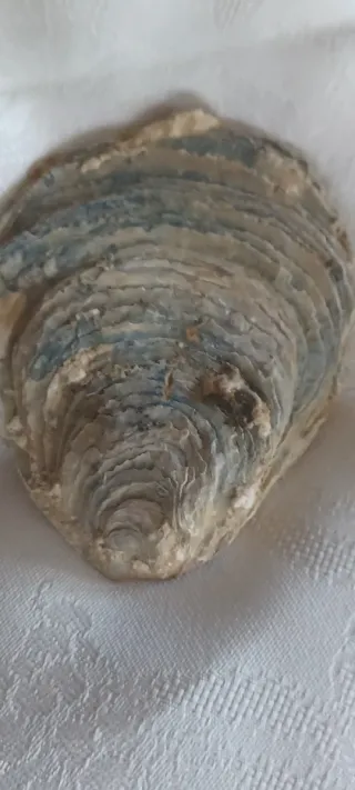Fossile Vongola Bivalve Caltanissetta