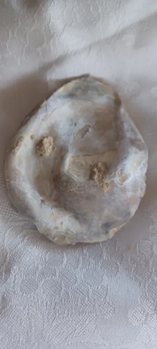 Fossile Vongola Bivalve Caltanissetta