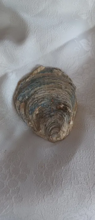 Fossile Vongola Bivalve Caltanissetta