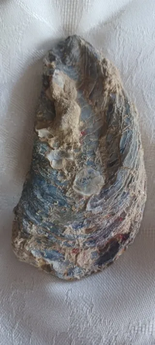 Fossile Vongola Bivalve Caltanissetta