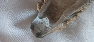 Fossile Vongola Bivalve Caltanissetta