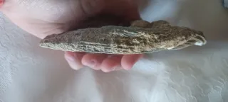 Fossile Vongola Bivalve Caltanissetta