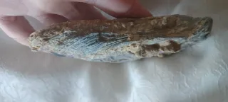 Fossile Vongola Bivalve Caltanissetta