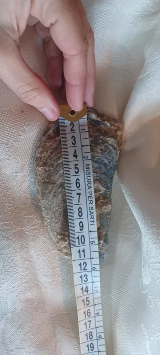 Fossile Vongola Bivalve Caltanissetta