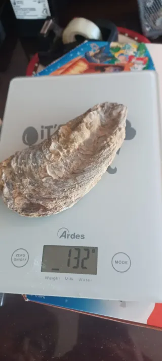 Fossile Vongola Bivalve Caltanissetta