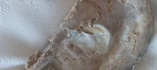 Fossile Vongola Bivalve Caltanissetta