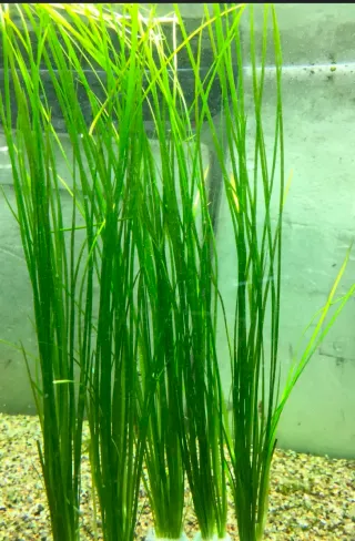 Valisneria nana plantas acuáticas