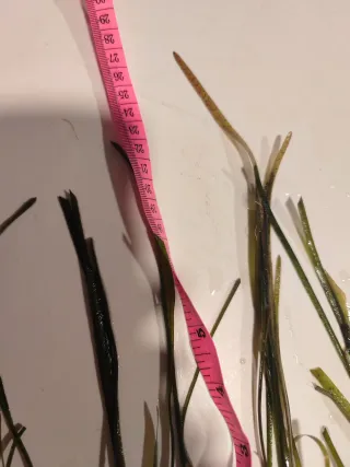 Valisneria nana plantas acuáticas