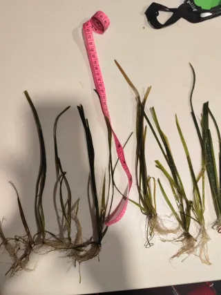 Valisneria nana plantas acuáticas