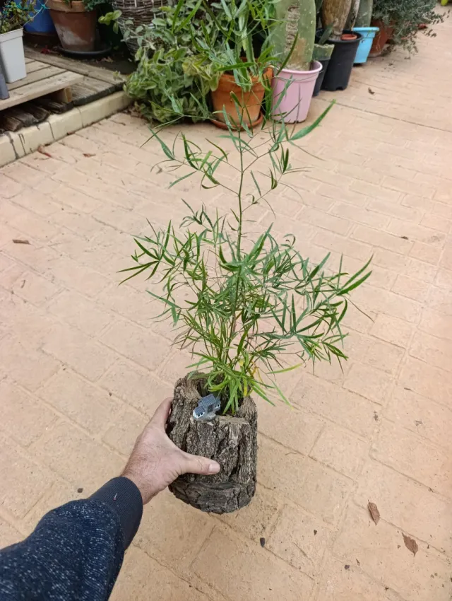 Esparraguera en tronco de madera
