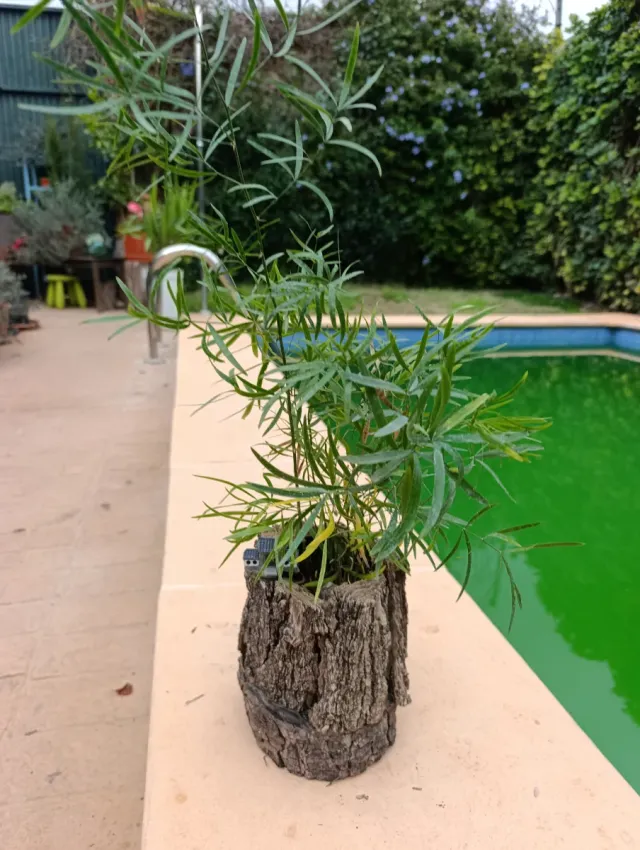 Esparraguera en tronco de madera