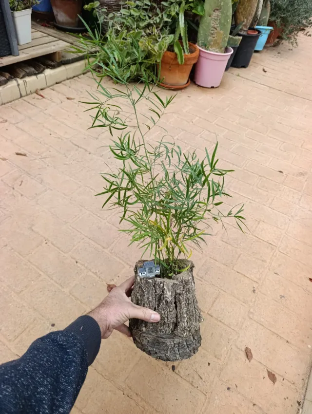 Esparraguera en tronco de madera