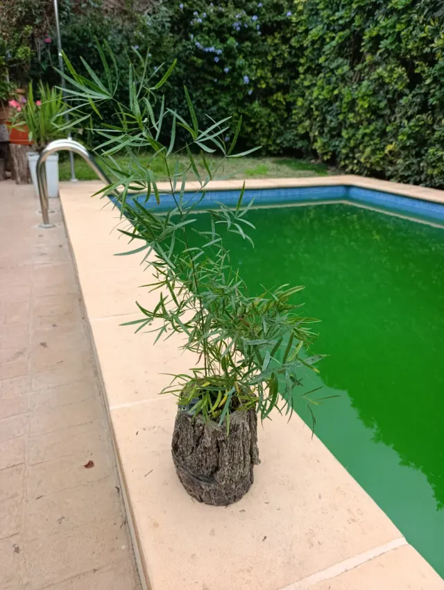 Esparraguera en tronco de madera