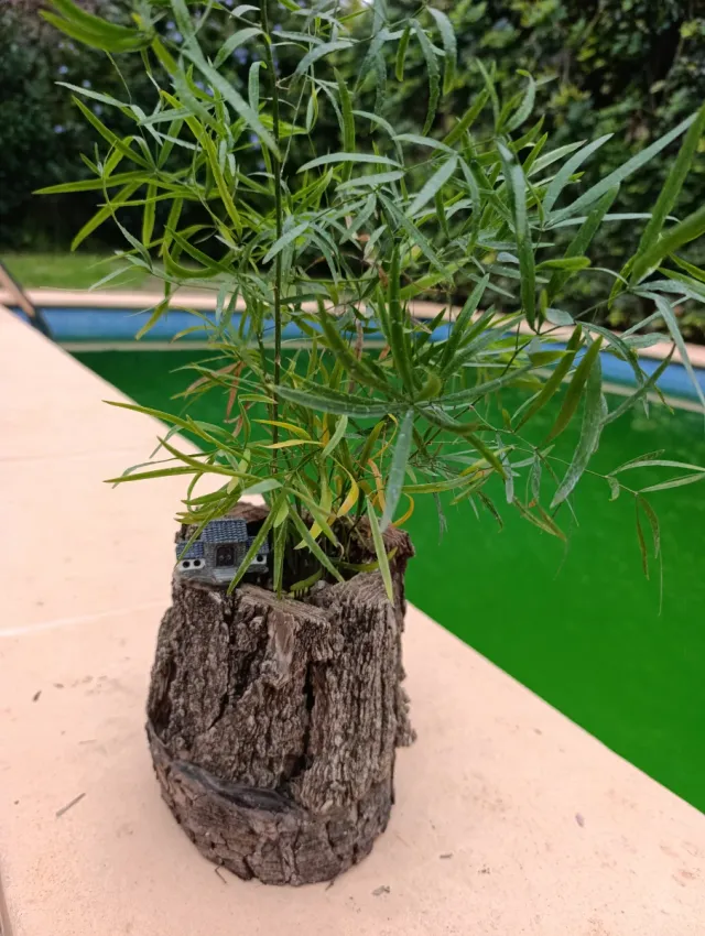 Esparraguera en tronco de madera