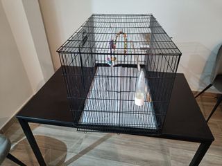 Jaula para ninfas, agapornis, loritos