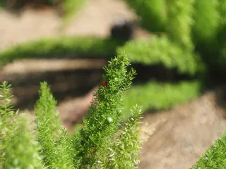 Obiettivo Helios 44-2 Belomo M42 – Perfetto, bokeh a vortice