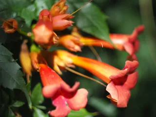 Obiettivo Helios 44-2 Belomo M42 – Perfetto, bokeh a vortice