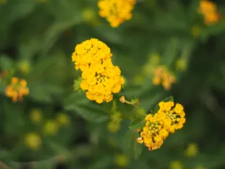 Obiettivo Helios 44-2 Belomo M42 – Perfetto, bokeh a vortice