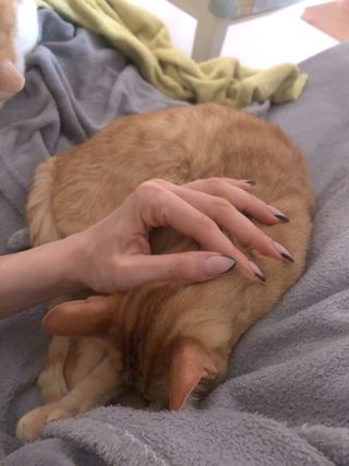 CATSITTER profesional