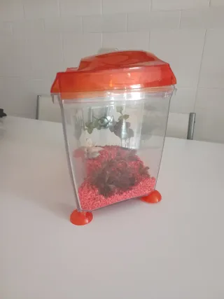 Pecera pequeña decorativa