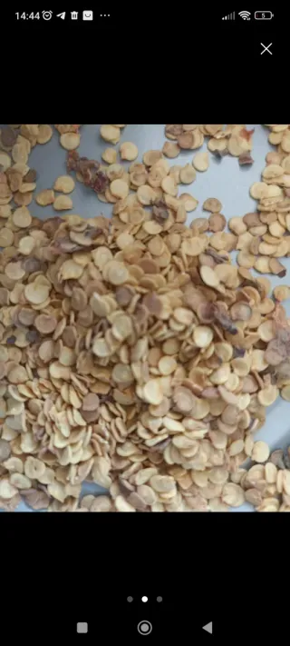 10 Semillas Pimiento Asar Gran Calibre