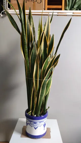 Planta Lengua de Suegra ( Sansevieria) con Maceta