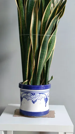 Planta Lengua de Suegra ( Sansevieria) con Maceta