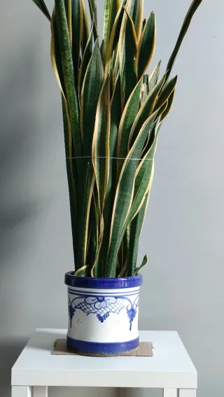 Planta Lengua de Suegra ( Sansevieria) con Maceta