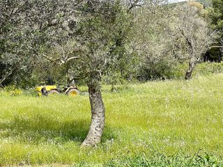 Casa rural en alquiler en Santa Eulalia del Río en Santa Eulalia del Río