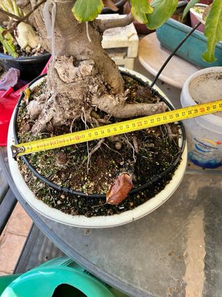 Manzano Everest en maceta Bonsai