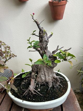 Manzano Everest en maceta Bonsai