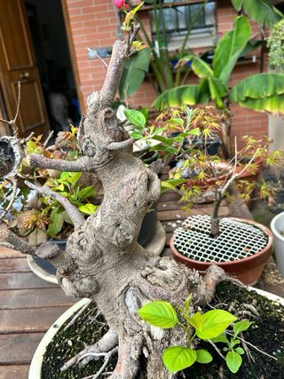 Manzano Everest en maceta Bonsai