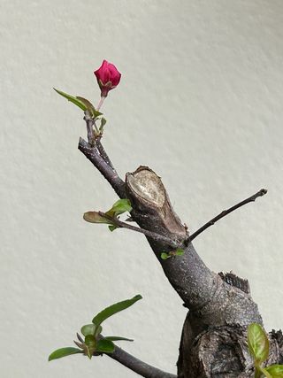 Manzano Everest en maceta Bonsai