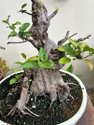 Manzano Everest en maceta Bonsai