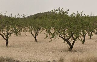 Terreno en venta en Tobarra