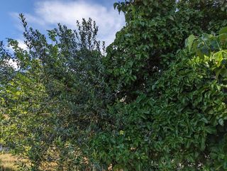 Terreno en venta en Valencia de Alcántara