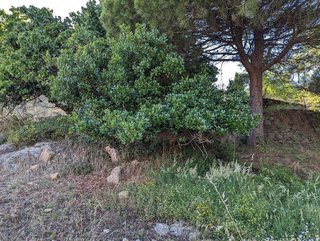 Terreno en venta en Valencia de Alcántara
